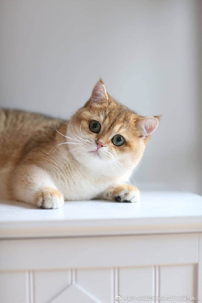 猫图片|宠物猫|猫咪|