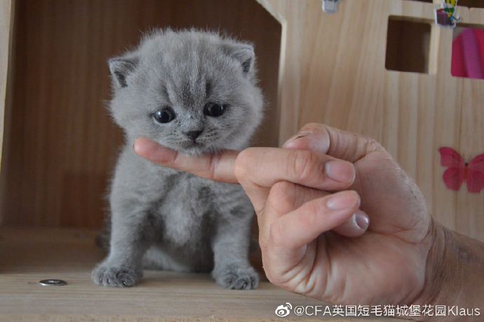 猫图片|宠物猫|猫咪|