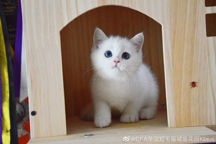 猫图片|宠物猫|猫咪|