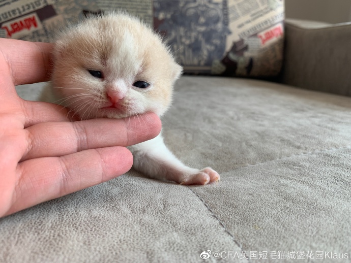 猫图片|宠物猫|猫咪|