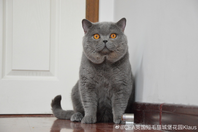 猫图片|宠物猫|猫咪|
