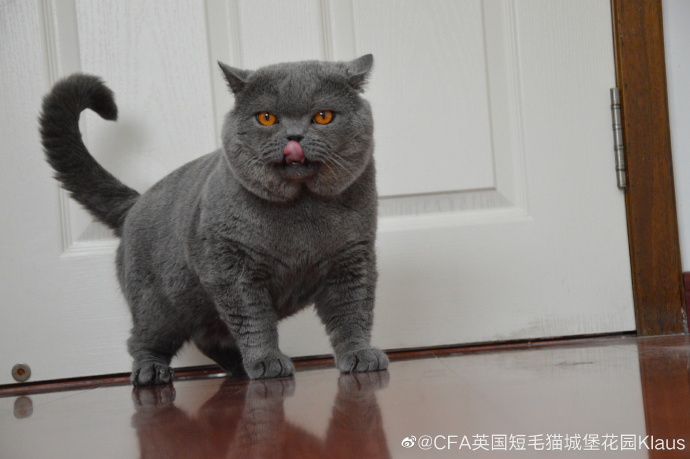 猫图片|宠物猫|猫咪|