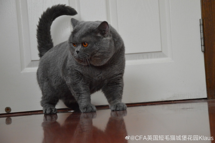 猫图片|宠物猫|猫咪|