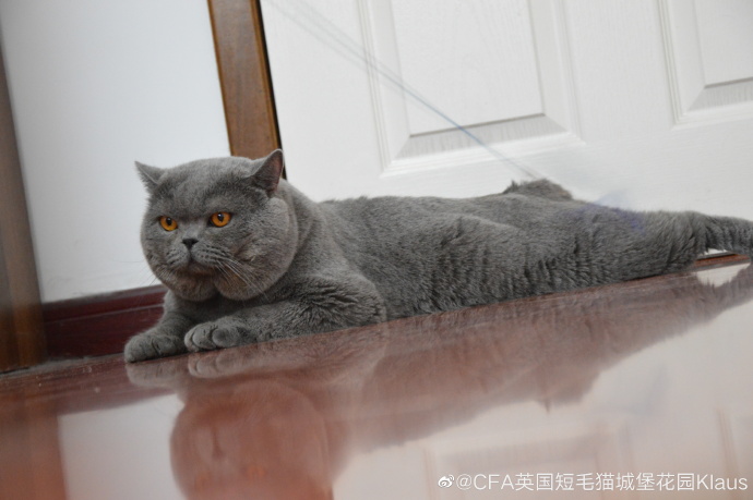 猫图片|宠物猫|猫咪|