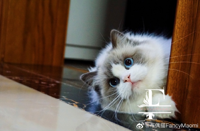 猫图片|宠物猫|猫咪|