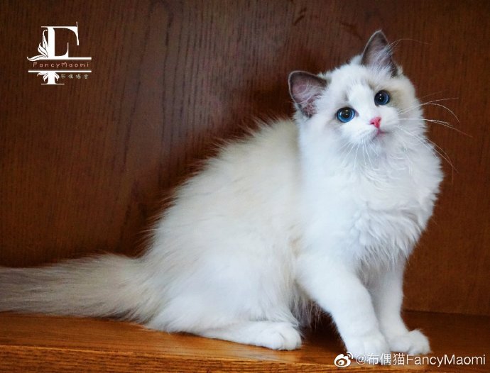 猫图片|宠物猫|猫咪|