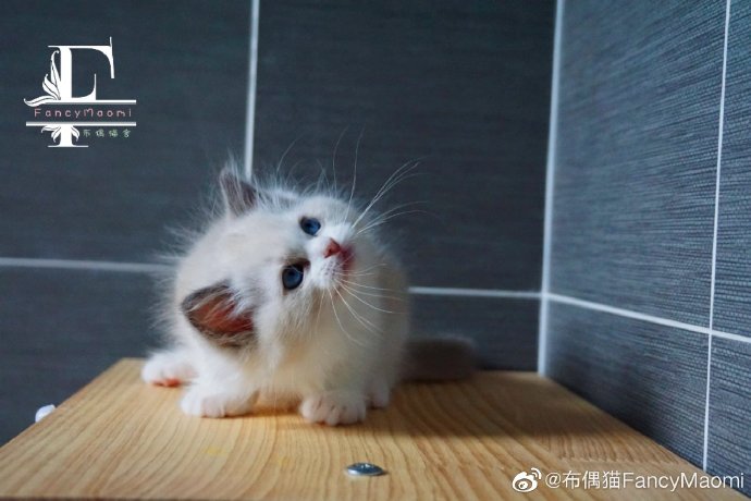 猫图片|宠物猫|猫咪|