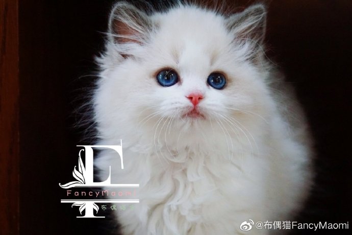 猫图片|宠物猫|猫咪|