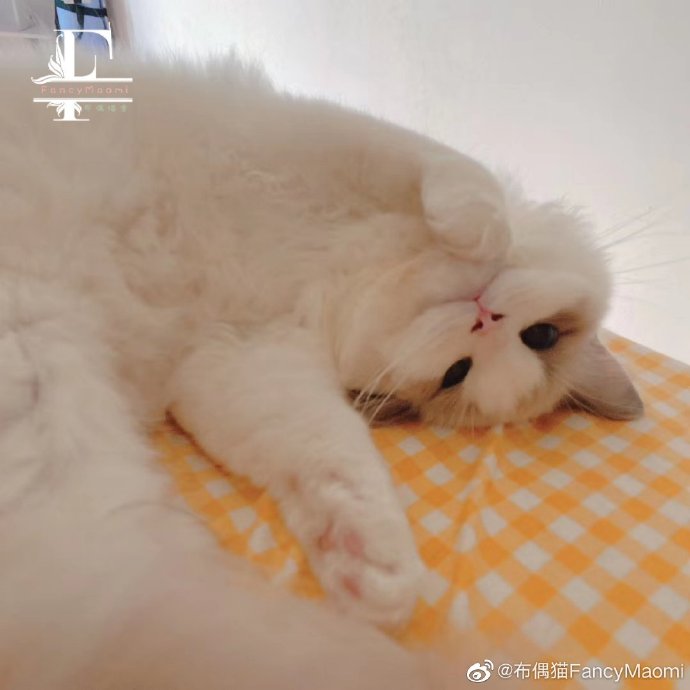 猫图片|宠物猫|猫咪|
