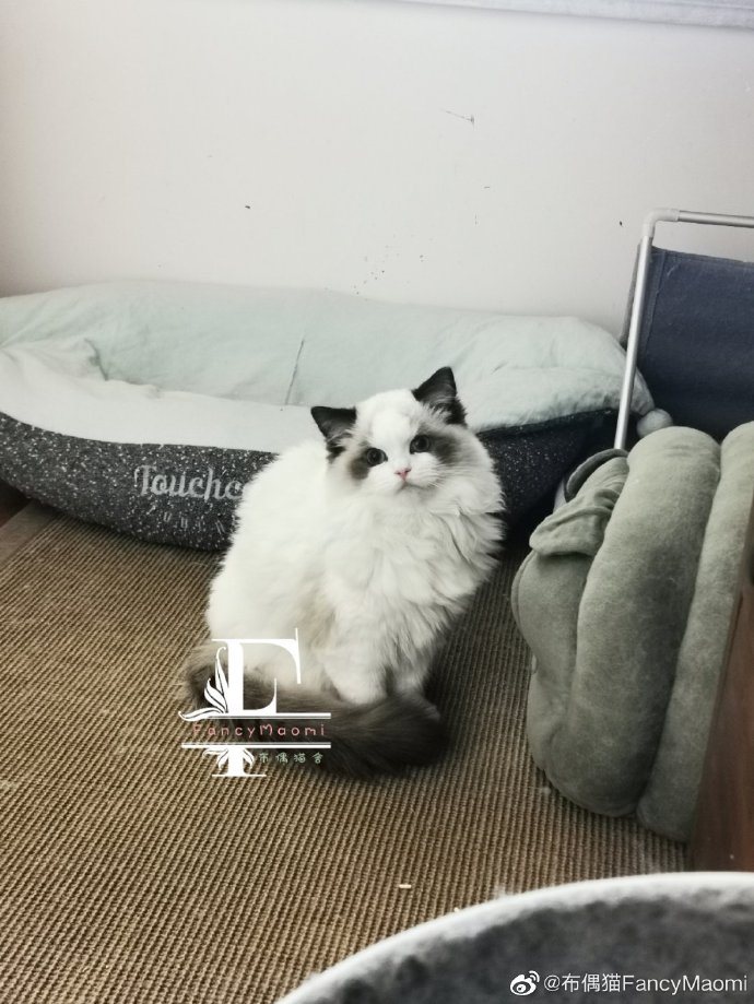 猫图片|宠物猫|猫咪|