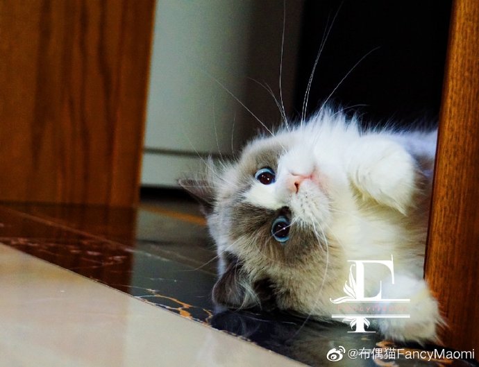 猫图片|宠物猫|猫咪|