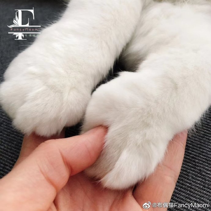 猫图片|宠物猫|猫咪|