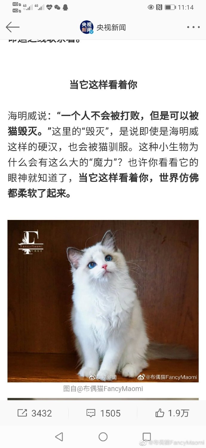 猫图片|宠物猫|猫咪|