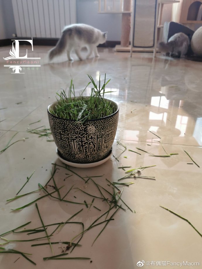 猫图片|宠物猫|猫咪|