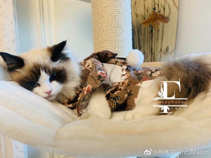 猫图片|宠物猫|猫咪|