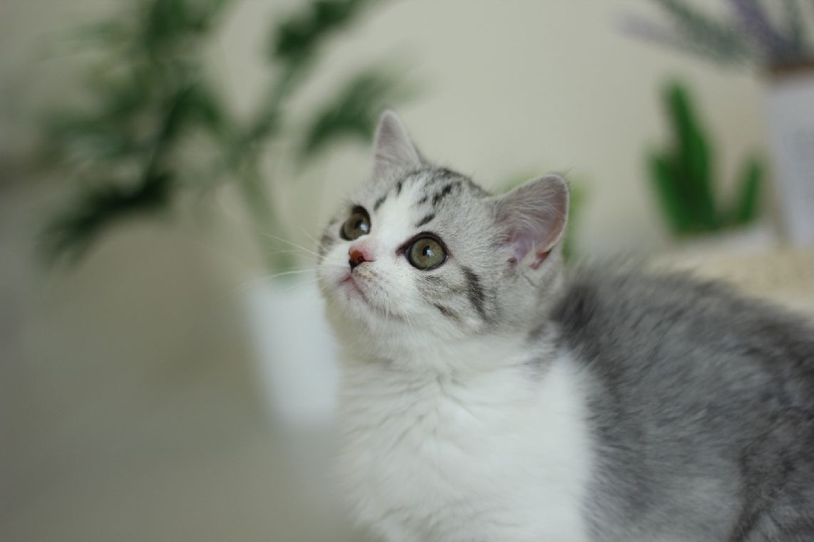 猫图片|宠物猫|猫咪|