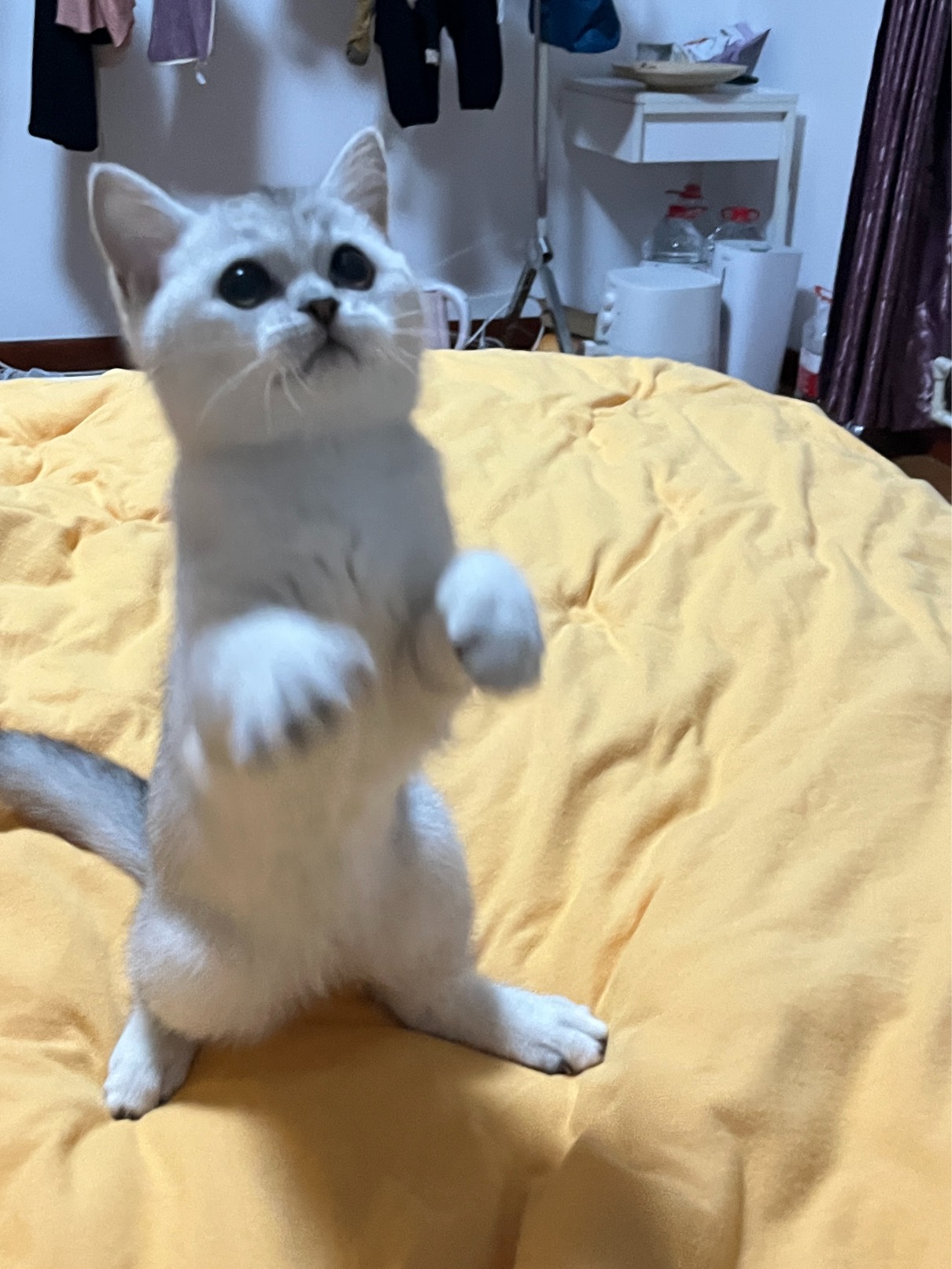 猫图片|宠物猫|猫咪|