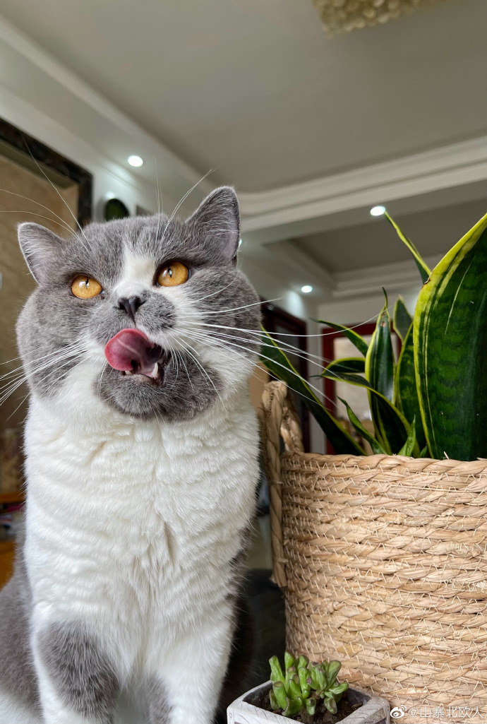 猫图片|宠物猫|猫咪|