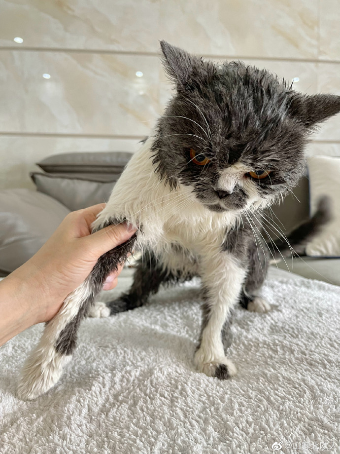 猫图片|宠物猫|猫咪|