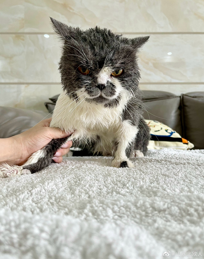 猫图片|宠物猫|猫咪|