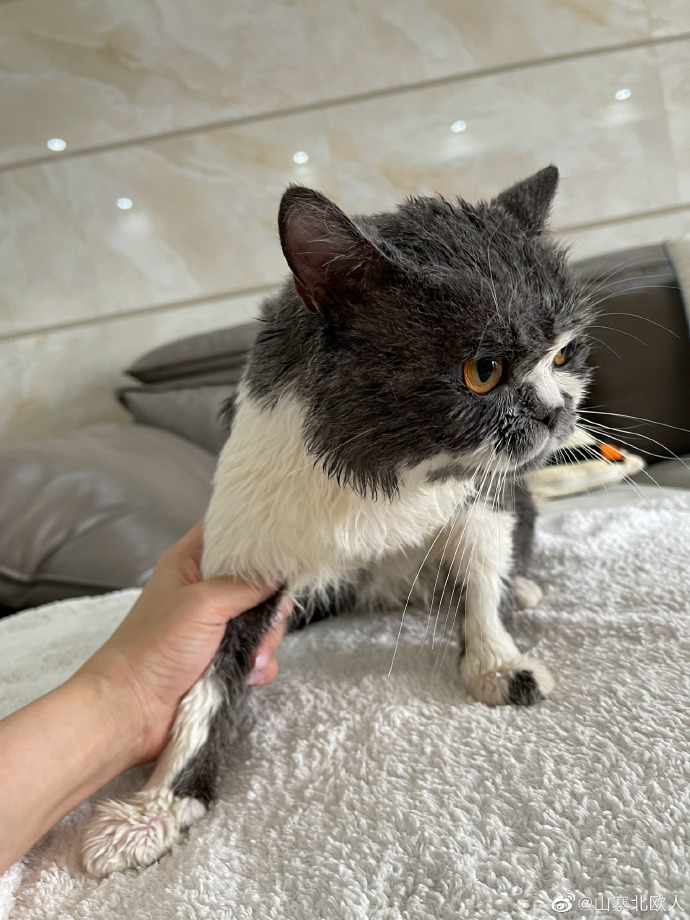 猫图片|宠物猫|猫咪|