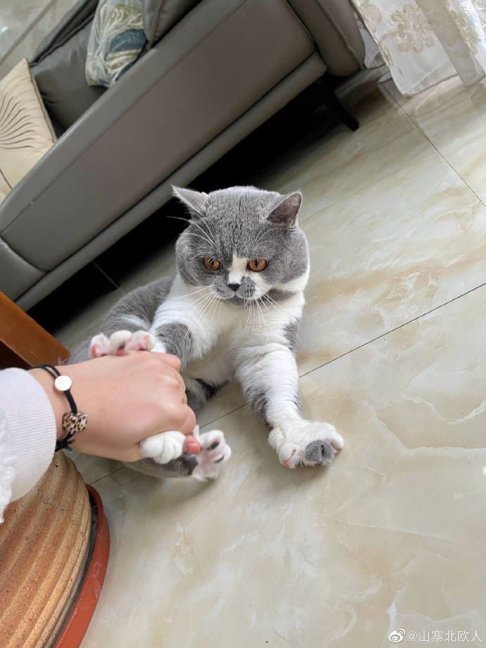 猫图片|宠物猫|猫咪|