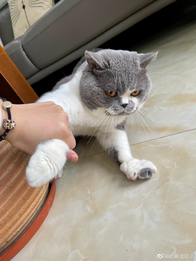 猫图片|宠物猫|猫咪|