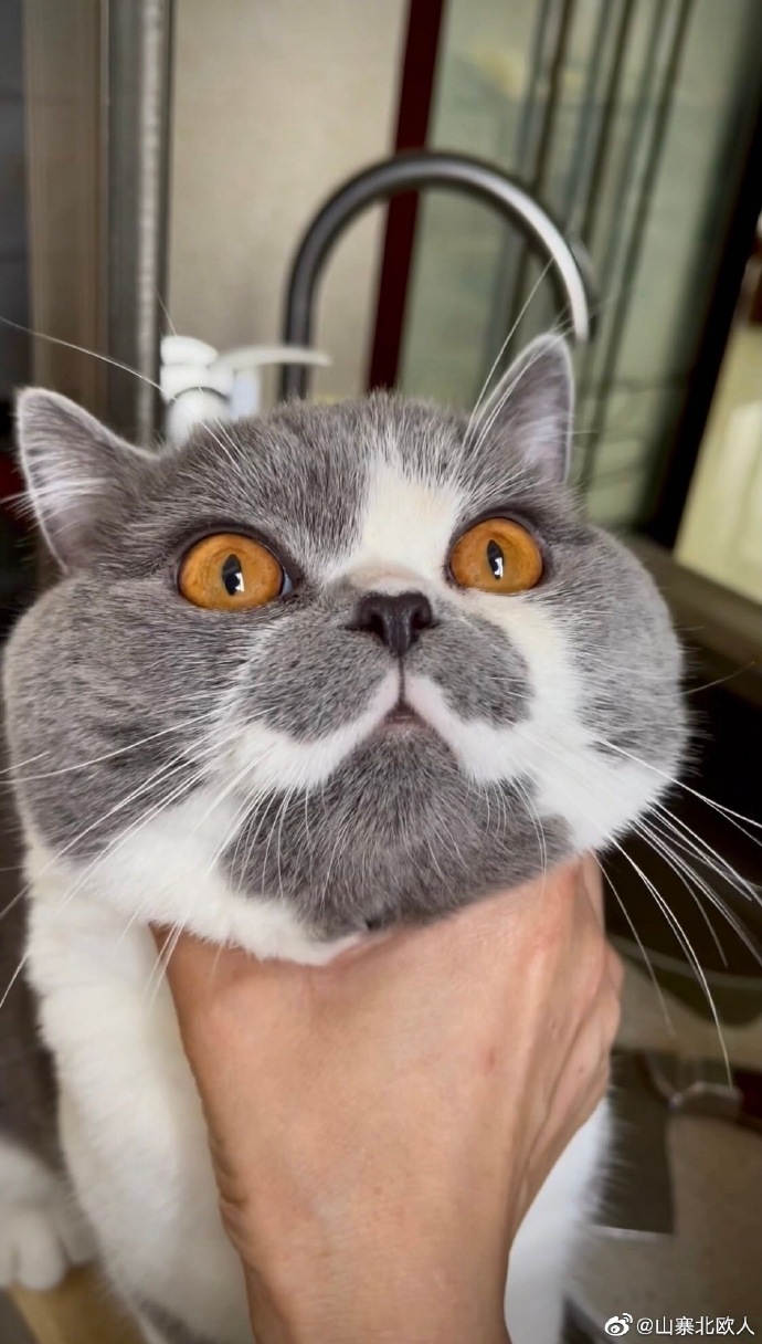 猫图片|宠物猫|猫咪|