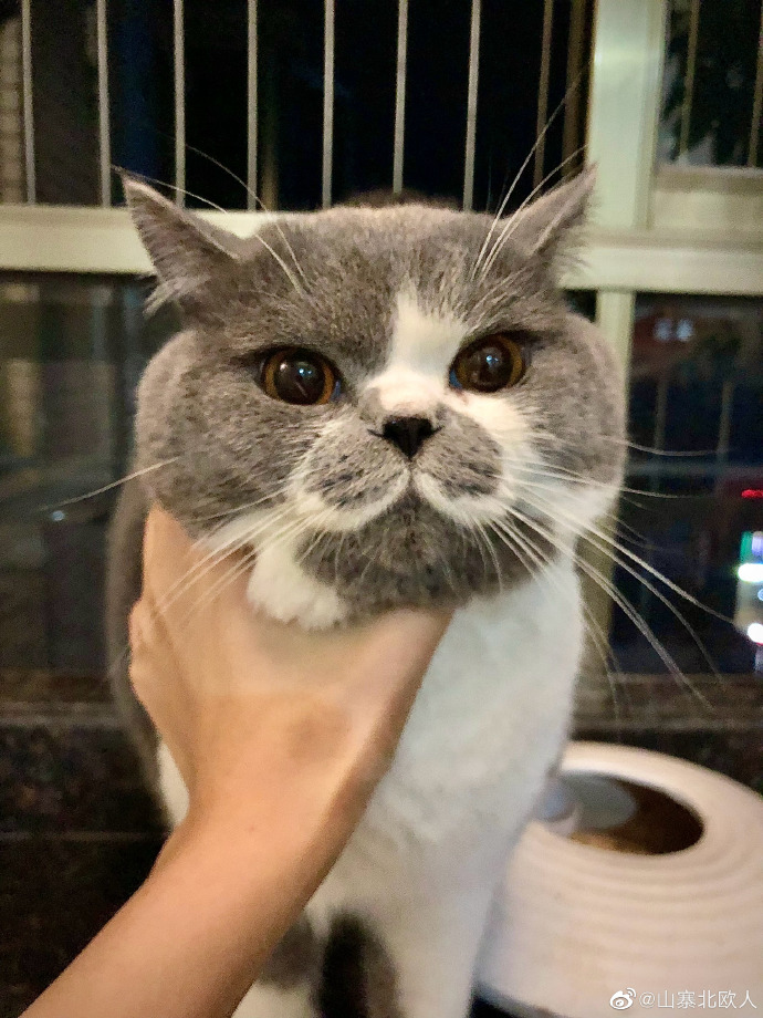 猫图片|宠物猫|猫咪|