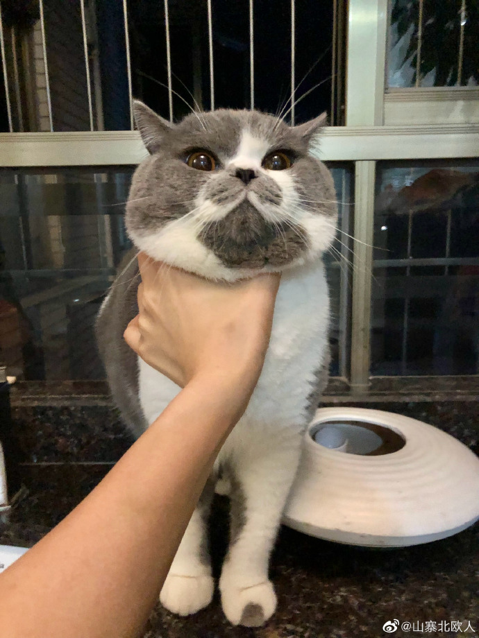 猫图片|宠物猫|猫咪|