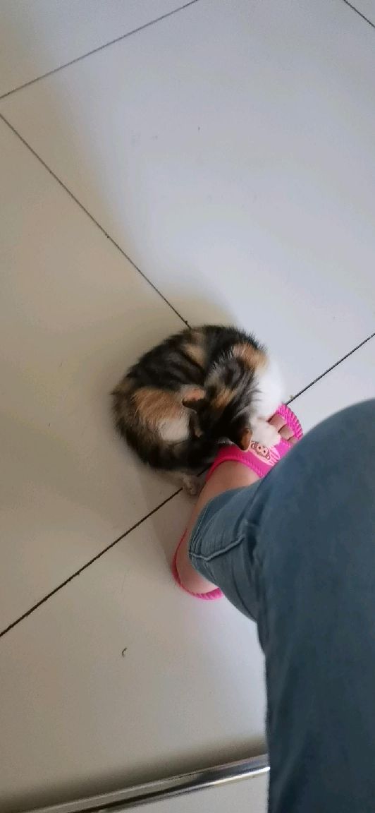 猫图片|宠物猫|猫咪|