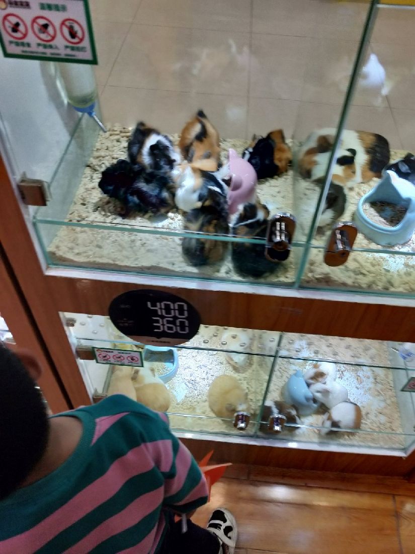 猫图片|宠物猫|猫咪|