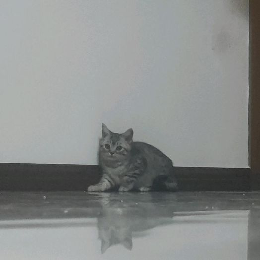 猫图片|宠物猫|猫咪|