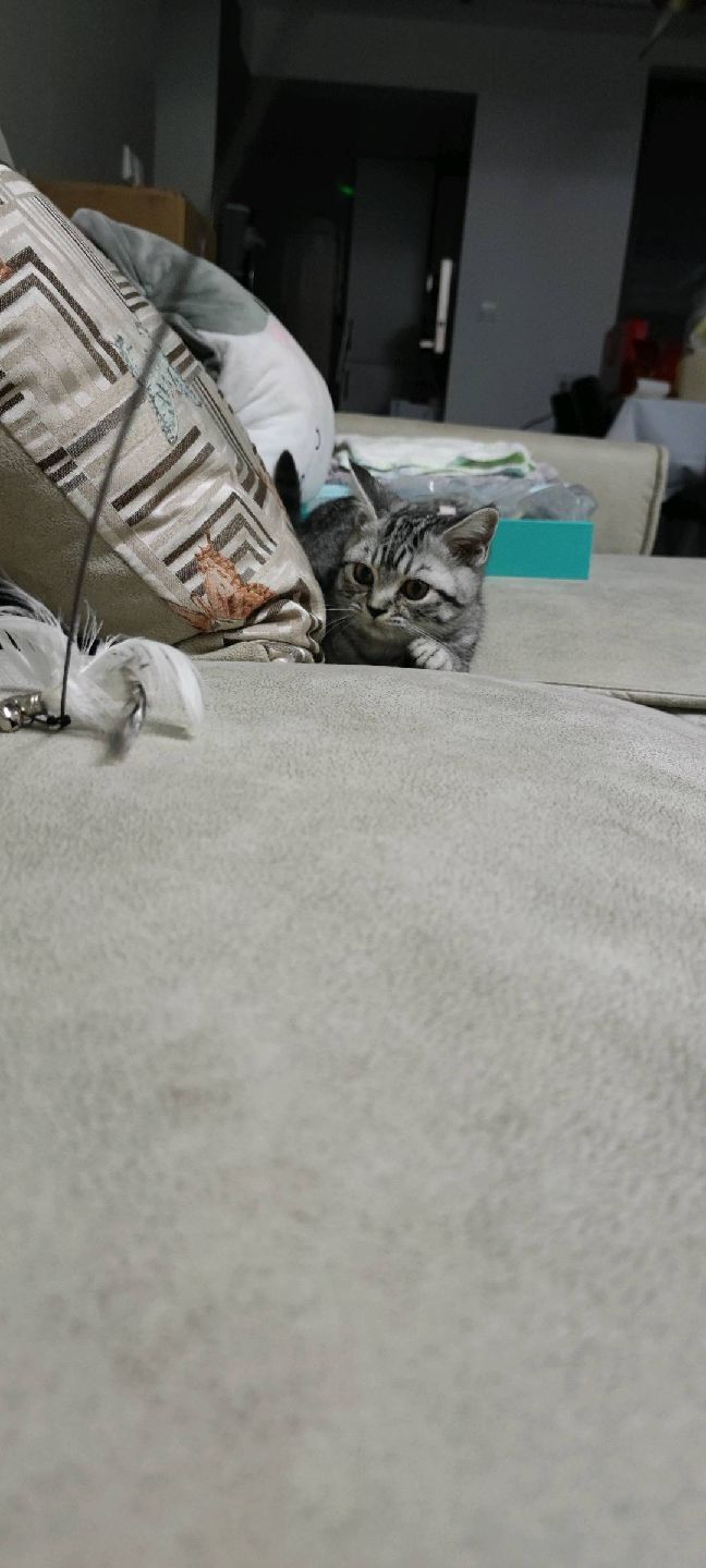 猫图片|宠物猫|猫咪|