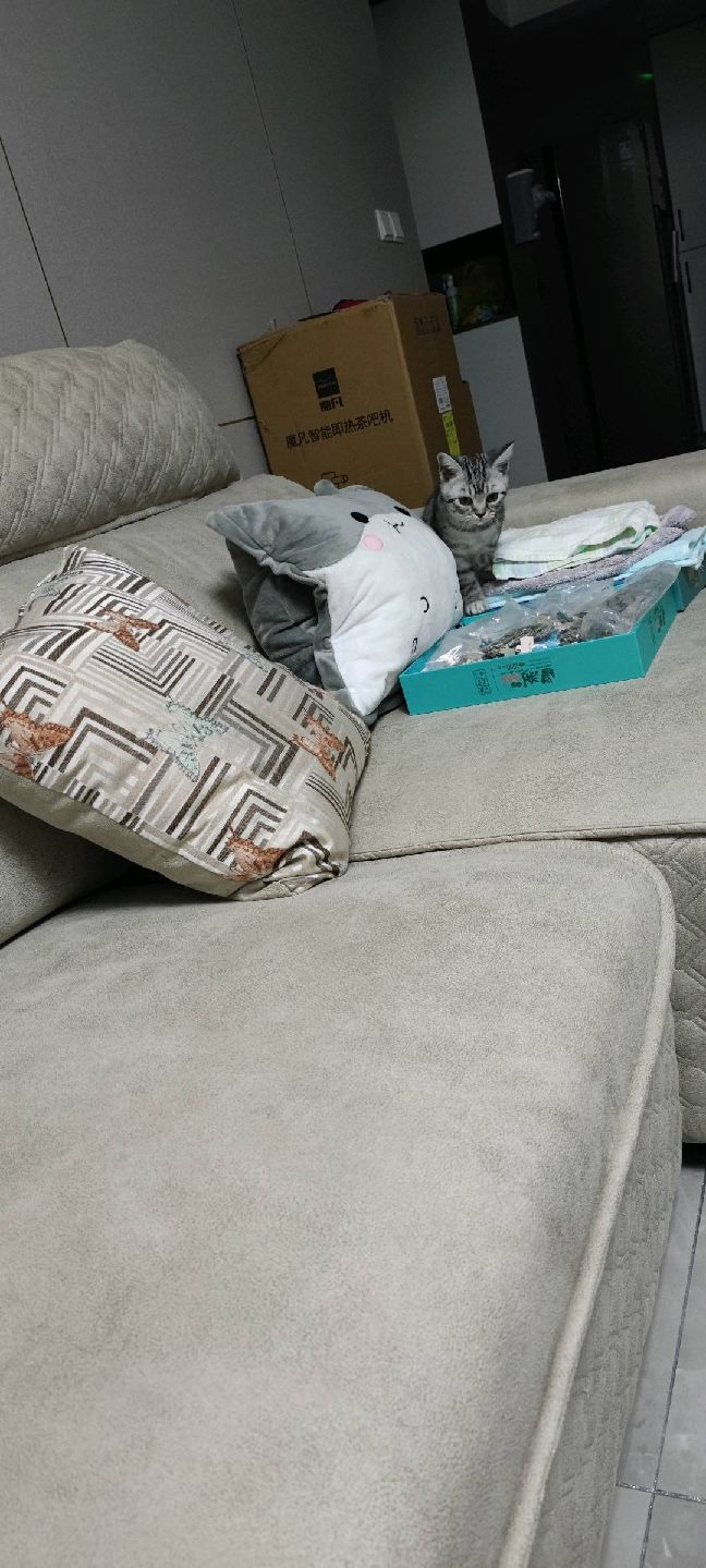 猫图片|宠物猫|猫咪|