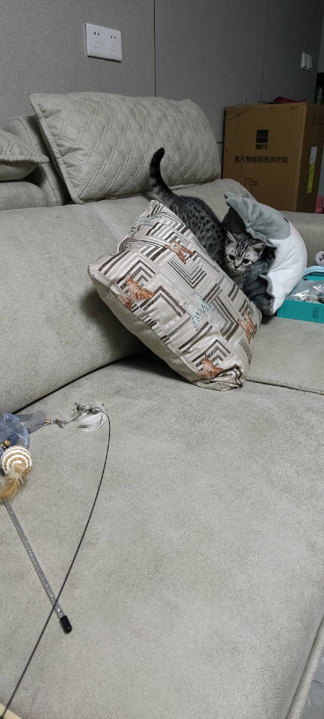 猫图片|宠物猫|猫咪|