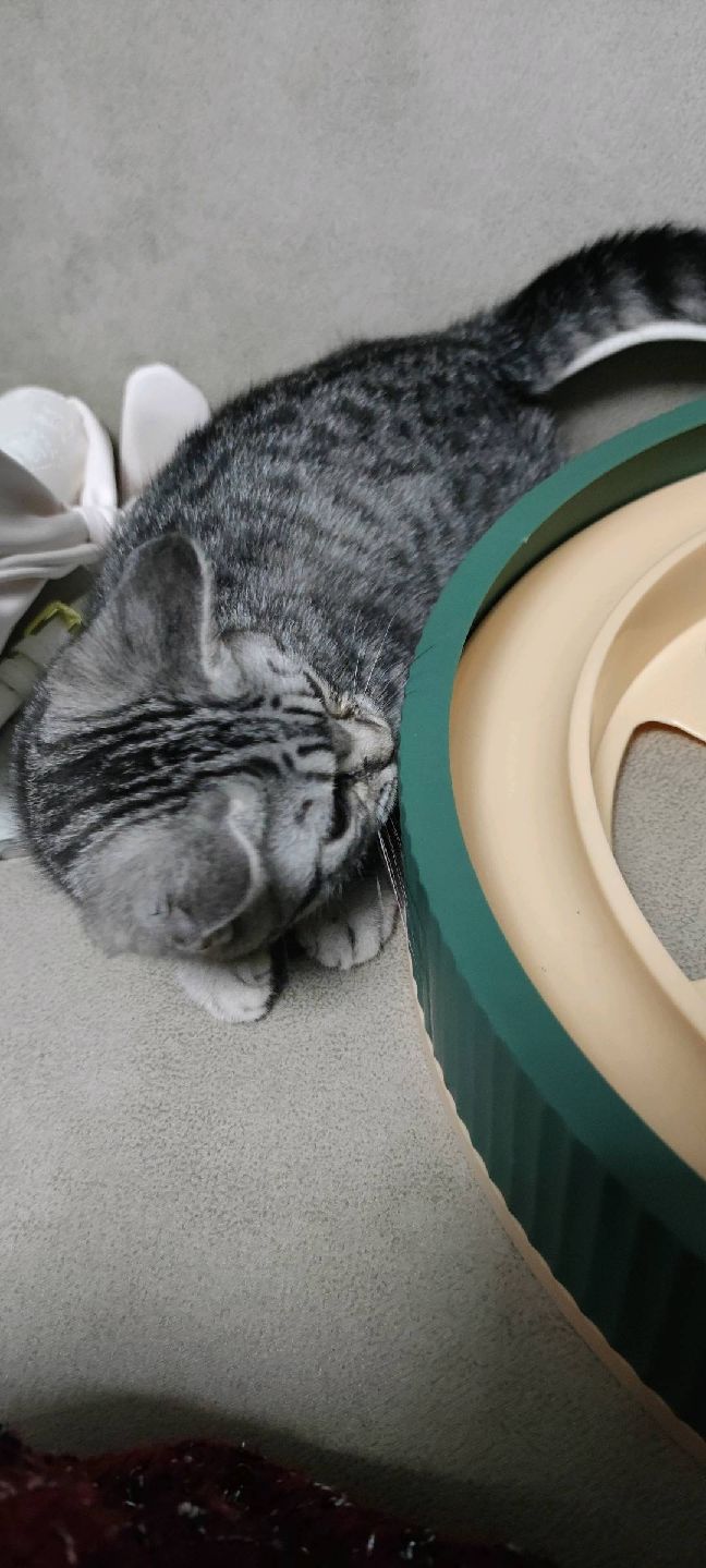 猫图片|宠物猫|猫咪|