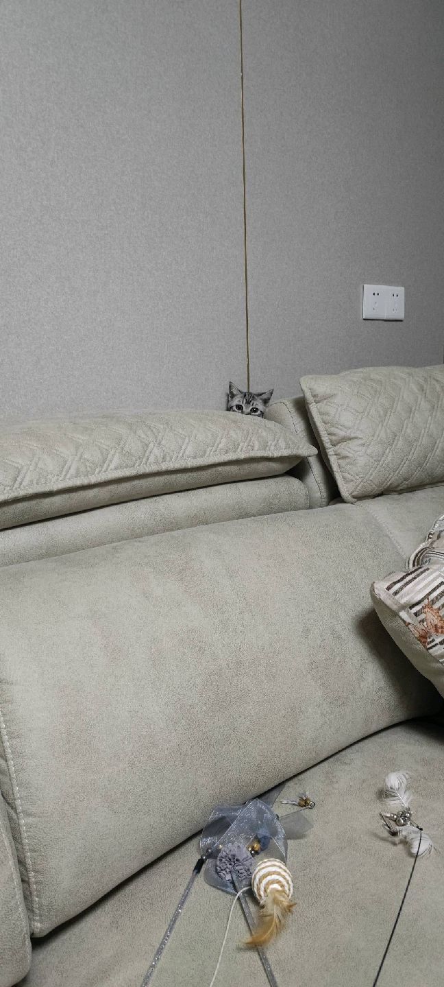 猫图片|宠物猫|猫咪|