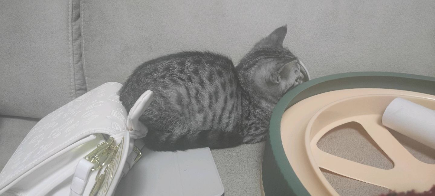 猫图片|宠物猫|猫咪|