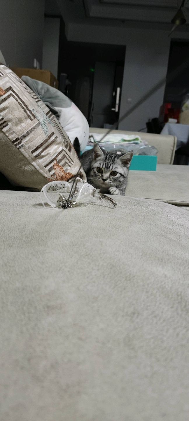 猫图片|宠物猫|猫咪|