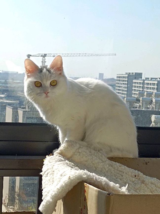 猫图片|宠物猫|猫咪|