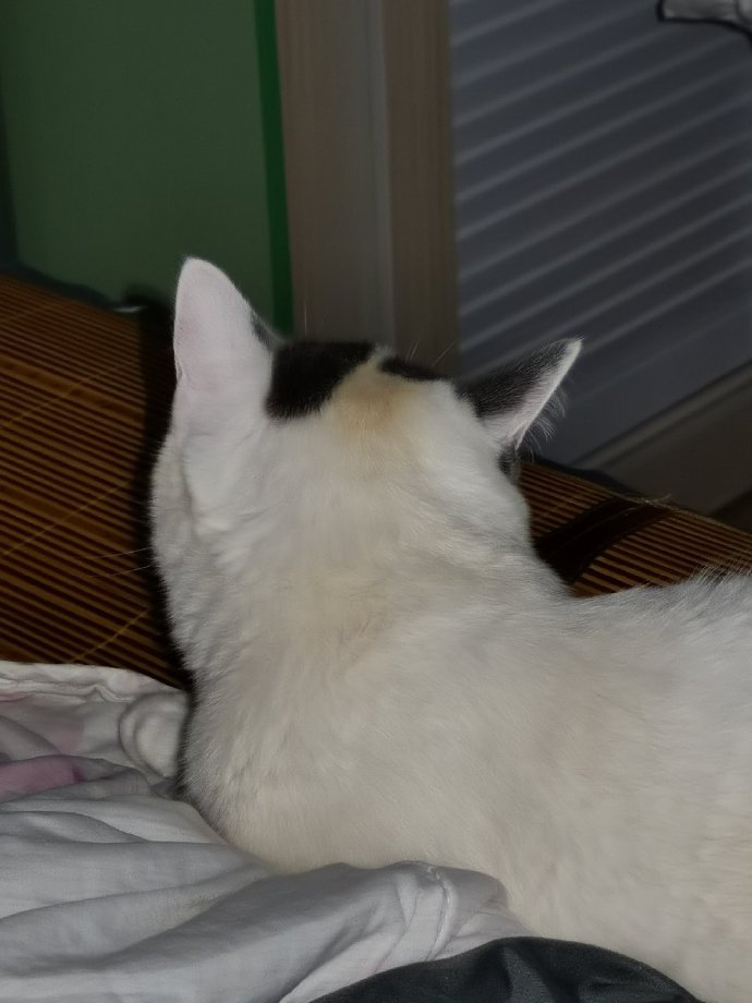 猫图片|宠物猫|猫咪|