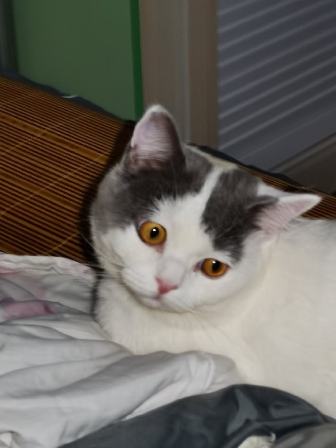 猫图片|宠物猫|猫咪|