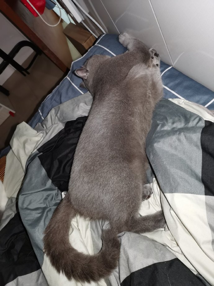 猫图片|宠物猫|猫咪|