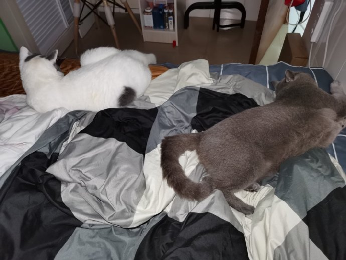 猫图片|宠物猫|猫咪|