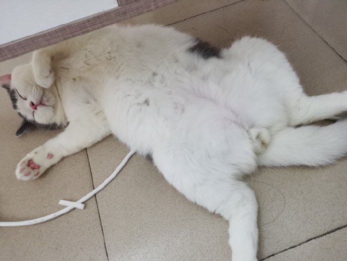 猫图片|宠物猫|猫咪|