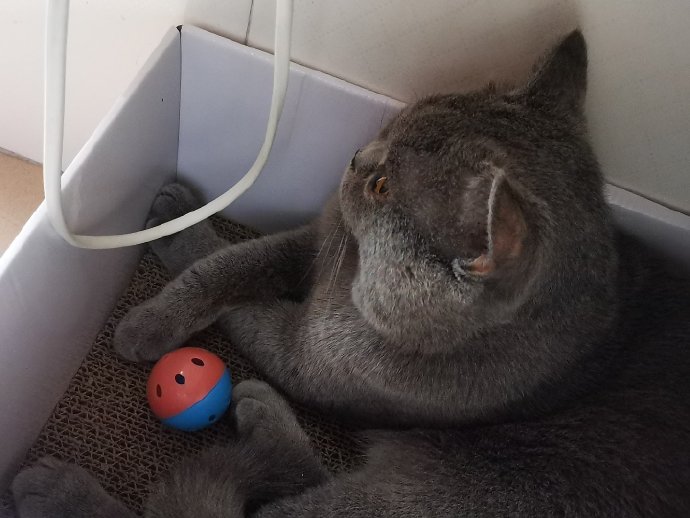 猫图片|宠物猫|猫咪|