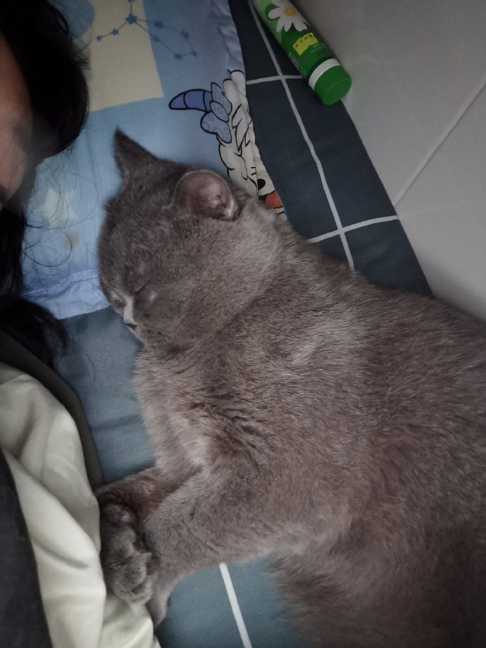 猫图片|宠物猫|猫咪|