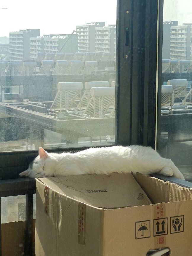 猫图片|宠物猫|猫咪|