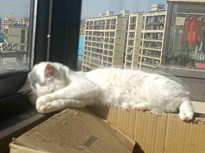 猫图片|宠物猫|猫咪|